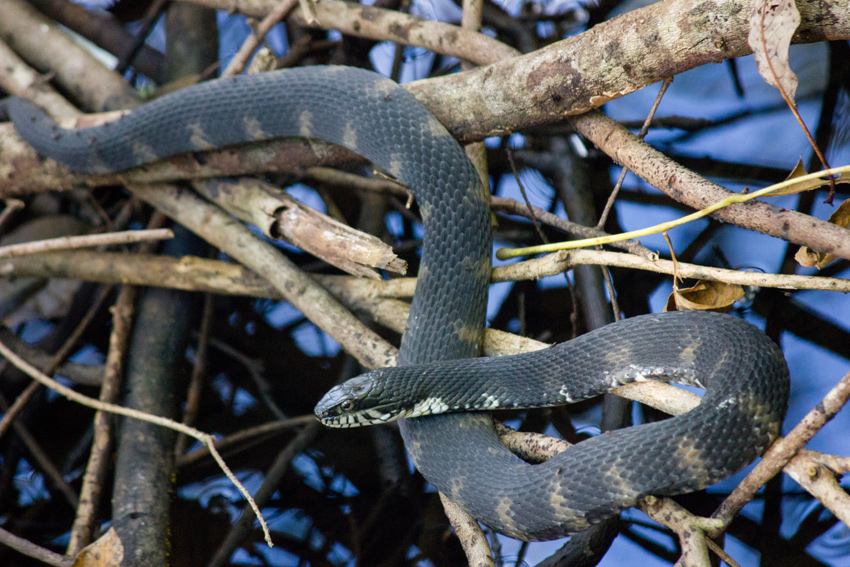 A Florida banded water snake (Nerodia fasciata pictiventris) in the vegetation lining Manatee Springs Run at the headspring of Manatee Springs State Park