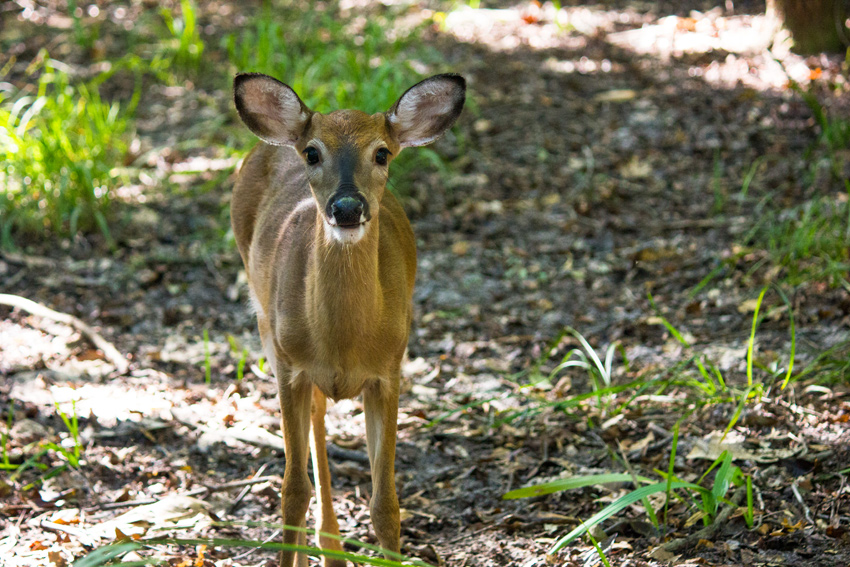 A curious white-tailed deer (Odocoileus virginianus) fawn stops to check me out while passing through our campsite on a morning forage with two others