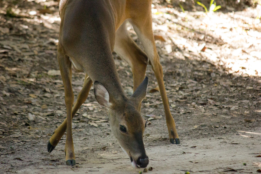 A white-tailed deer (Odocoileus virginianus) passing through the closed Magnolia campground loop on a morning forage with two others