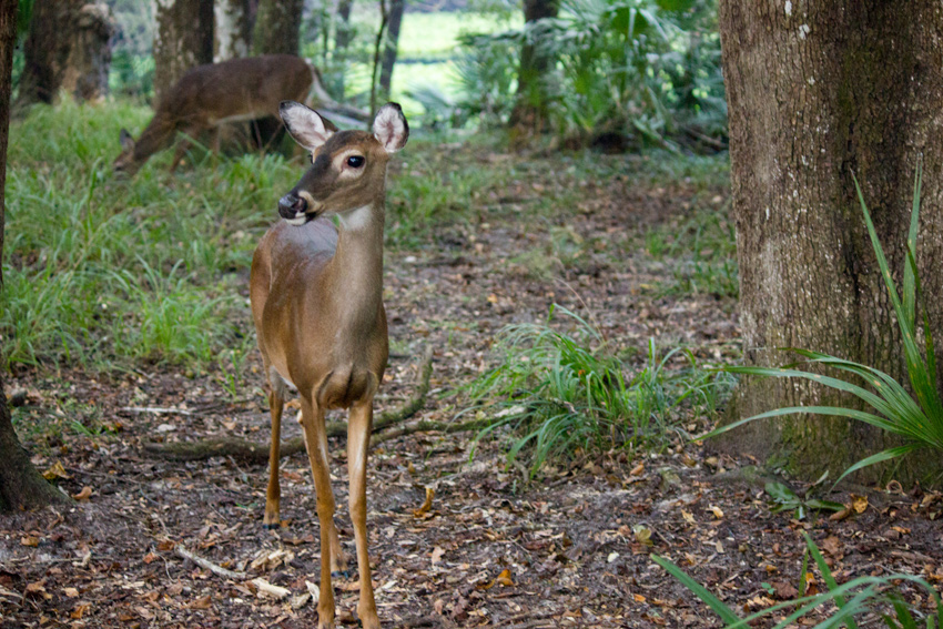 A white-tailed deer (Odocoileus virginianus) pauses while passing through our campsite on an evening forage with two others