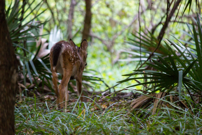 A white-tailed deer (Odocoileus virginianus) fawn passing through our campsite on a late afternoon forage with its mother