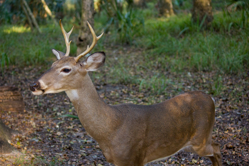 A white-tailed deer (Odocoileus virginianus) buck foraging very closely to us in Hickory Campground Site 65 at Manatee Springs State Park in Chiefland, Florida
