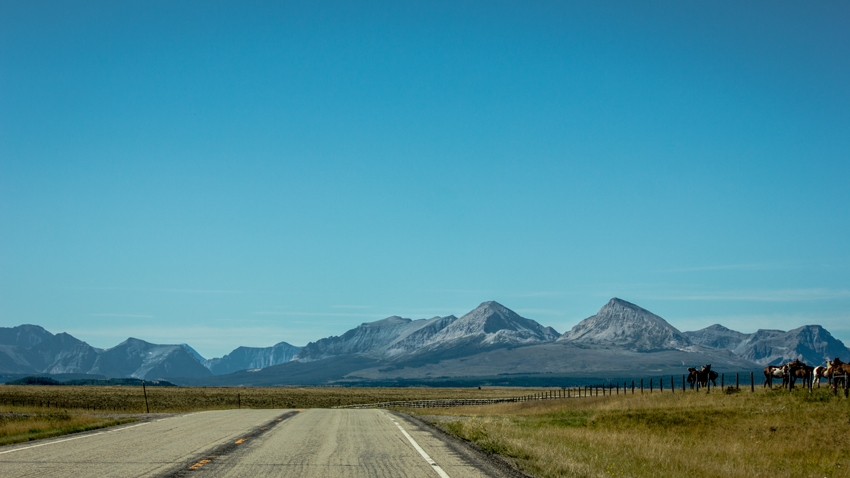 Mountains of the Lewis Range in Glacier National Park span the horizon as horses feed and mingle on agricultural land in the Blackfeet Indian Reservation.