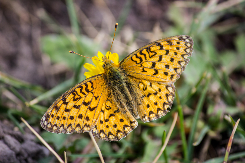 Niobe fritillary (Fabriciana niobe) butterfly on a yellow flower in our campsite in the Bridge Bay Campground at Yellowstone National Park.