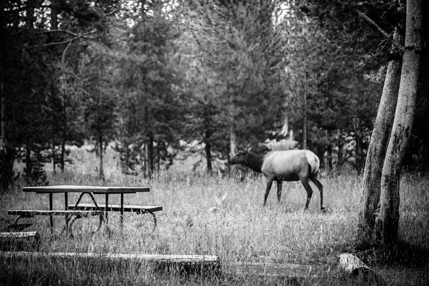 An elk cow (Cervus canadensis) grazing in the meadow adjacent to a picnic table and two campsites in the Bridge Bay Campground at Yellowstone National Park.