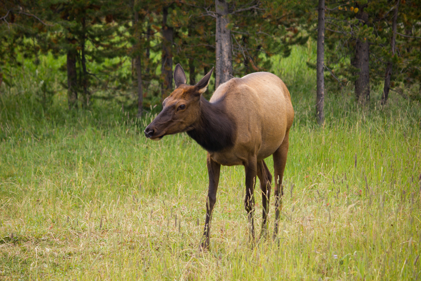 An elk cow (Cervus canadensis) grazing in the meadow adjacent to two campsites in the Bridge Bay Campground at Yellowstone National Park.