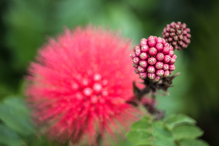 Two red powder puff (Calliandra haematocephala) flower buds and a flower head at the Castellow Hammock Preserve and Nature Center.