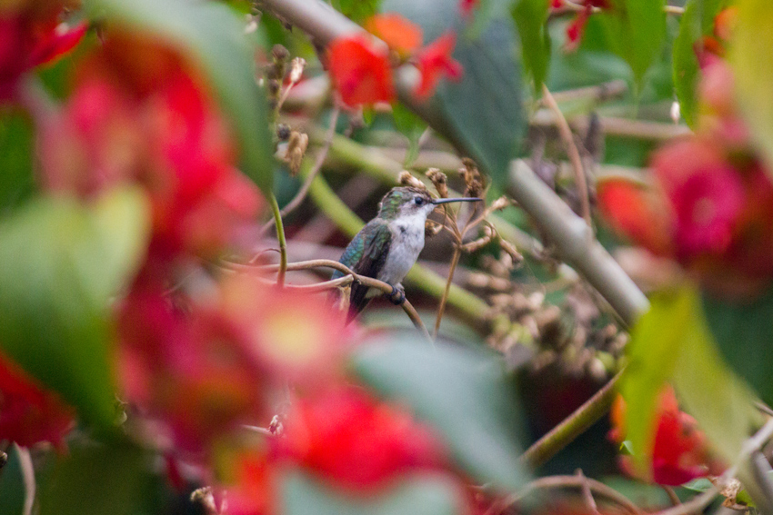 A female or immature ruby-throated hummingbird (Archilochus colubris) sitting within a large mandarin hat (Holmskioldia sanguinea) plant at the Castellow Hammock Preserve and Nature Center.