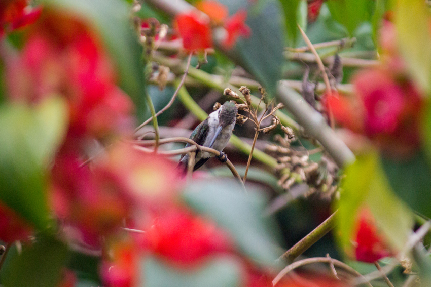 A female or immature ruby-throated hummingbird (Archilochus colubris) sitting within a large mandarin hat (Holmskioldia sanguinea) plant at the Castellow Hammock Preserve and Nature Center.