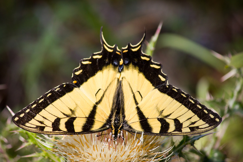 An Eastern tiger swallowtail butterfly (Papilio glaucus) feeding on the nectar of a yellow thistle (Cirsium horridulum Michx.) near the site of Governor George Franklin Drew's mansion (1868–1970) in what was once Ellaville, Florida