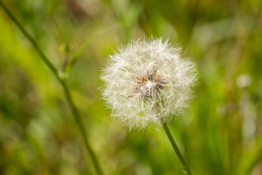 Common dandelion (Taraxacum officinale) seed head on the side of Stagecoach Road (County Road 132) at Suwannee River State Park