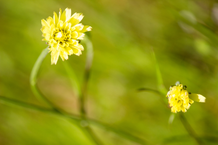Rattlesnake weed (Hieracium venosum) on the side of Stagecoach Road (County Road 132) at Suwannee River State Park