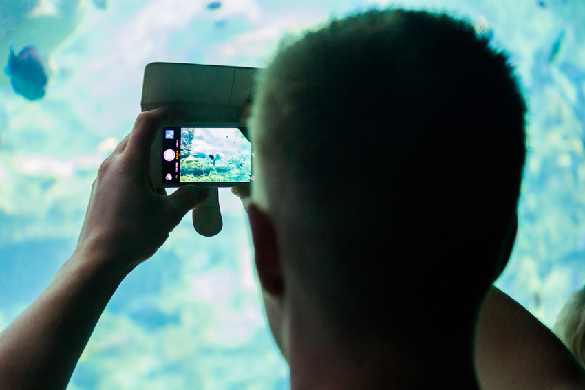 A young man photographs a sea turtle and fish with his telephone in the underwater viewing area of the 'TurtleTrek' exhibit at SeaWorld Orlando